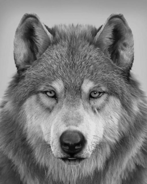 Wolf Portrait paint bu numbers