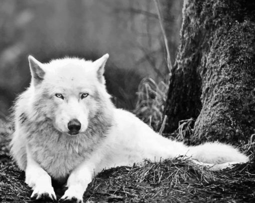 Woods White Wolf Relaxing paint by numbers