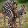 Zebra And Foal paint by numbers