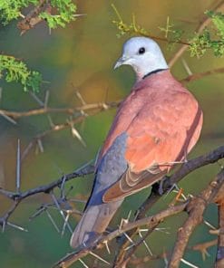 Adamawa Turtle Dove paint by numbers