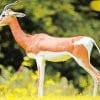 African Gazelle Animal Safari paint by numbers