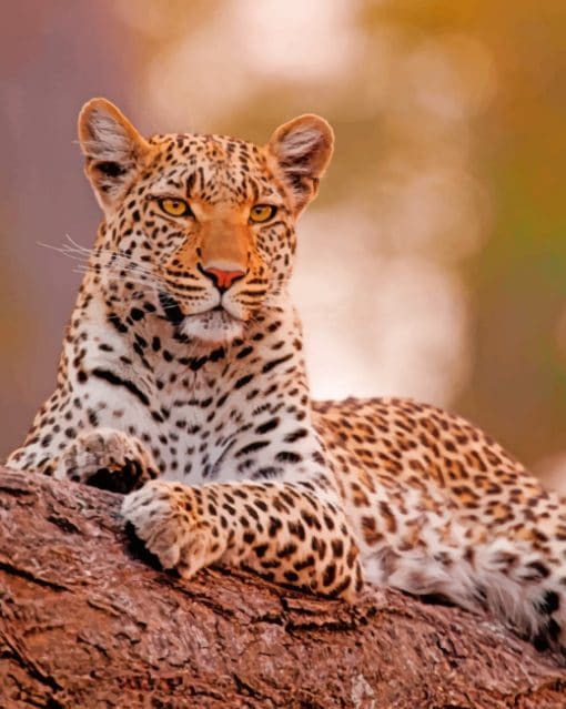 African Leopard paint by numbers