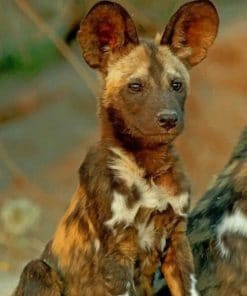 African Wild Dog paint by numbers