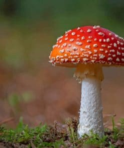 Amanita Mushrooms nature paint by numbers