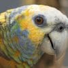 Amazon Parrot Eyes St Vincent paint by numbers