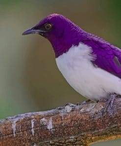 Birds Sturnus Branches Violet paint by numbers
