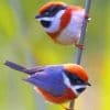 Black Throated Bushtit paint by numbers
