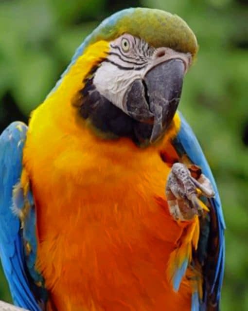 Blue And Yellow Macaw paint by numbers