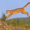 Brown Cougar Animal Jumping paint by numbers