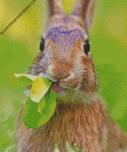 Bunny Eating Grass diamond paintings