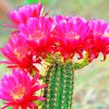 Cactus Bloom Flowers paint by numbers