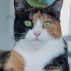 Calico Cat paint by numbers