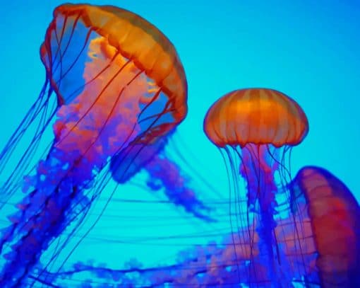 Colorful Jellyfish Paint By Numbers