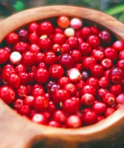 Cranberry fruit In Plate paint by numbers