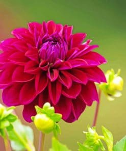 Dahlia Flower Wine Color paint by numbers