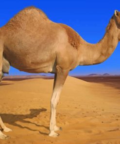 Desert Camel Animal paint by numbers