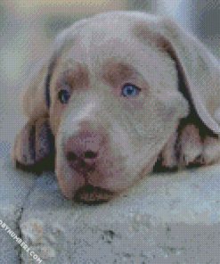 Dogs Labrador Retriever Puppy Retriever Snout Grey diamond paintings
