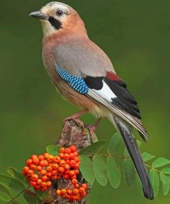 Eurasian Jay Bird paint by numbers