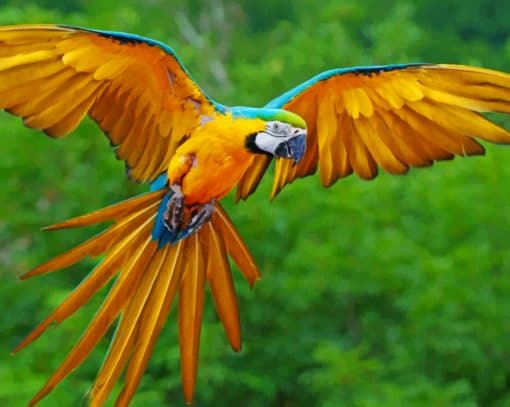 Flying Parrot Paint By Numbers