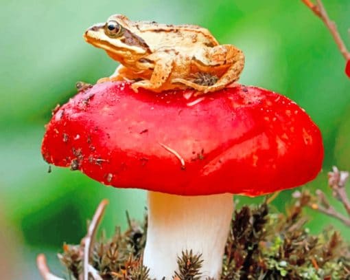 Frog Sitting On A Red Mushroom paint by numbers