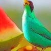 Green Honeycreeper Bird paint by numbers
