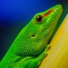 Green Lizard Reptiles paint by numbers