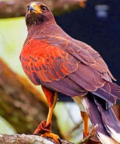 Hawk Predator Bird Species paint by numbers