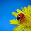 Ladybugs Dandelions Yellow Flower paint by numbers