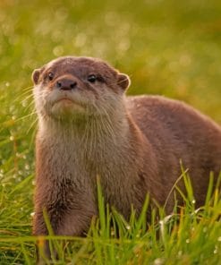 Lone Otter Paint By Numbers