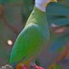 Lovebird Parrot paint by numbers