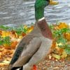 Mallard Duck Bird paint by numbers