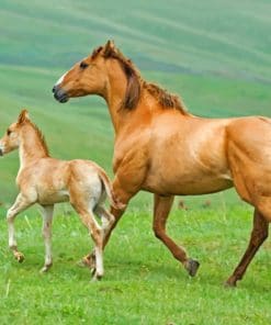 Mare And Foal Horses paint by numbers
