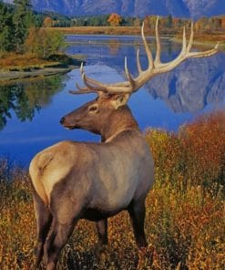 Merriam's Elk paint by numbers