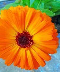 Orange Marigold Flower paint by numbers