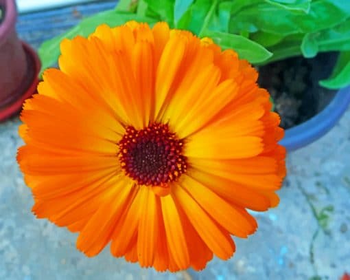 Orange Marigold Flower paint by numbers