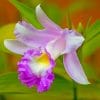 Orchid Cattleya Purple Flower paint by numbers