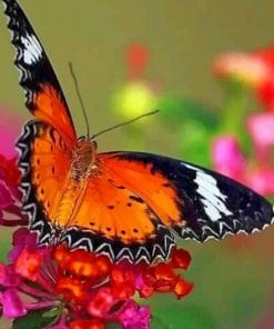 Painted Lady Butterfly paint by numbers