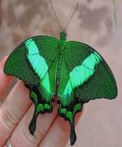 Papilio Palinurus Butterfly paint by numbers