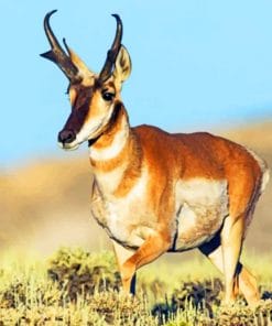 Pronghorn Antelope Animal paint by numbers