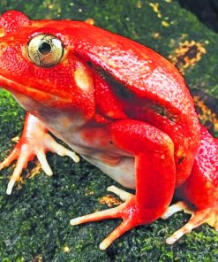 Red Frog Species paint by numbers