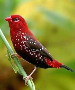 Red Avadavat paint by numbers