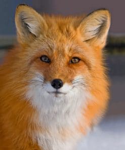 Red Fox Animal paint by numbers