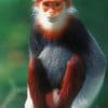 Red Shanked Douc Monkey paint by numbers