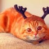 Reindeer Cat With Horns paint by numbers