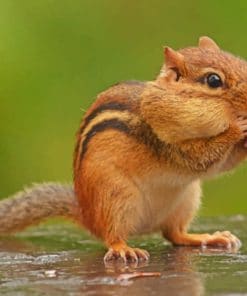 Rodents Chipmunks Squirrel paint by numbers