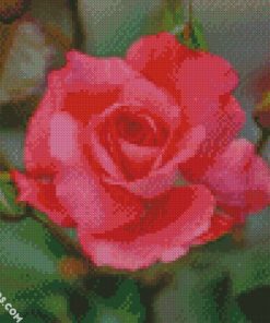 Roses Closeup Bokeh Pink color diamond painting