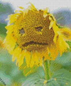 Sad Yellow Sunflower diamond paintings