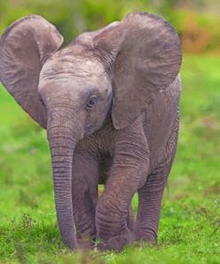 Small Elephant Calf paint by numbers