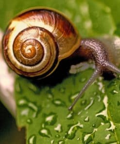 Snail On Wet Leaf paint by numbers