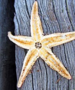 Starfish On Tree paint by numbers